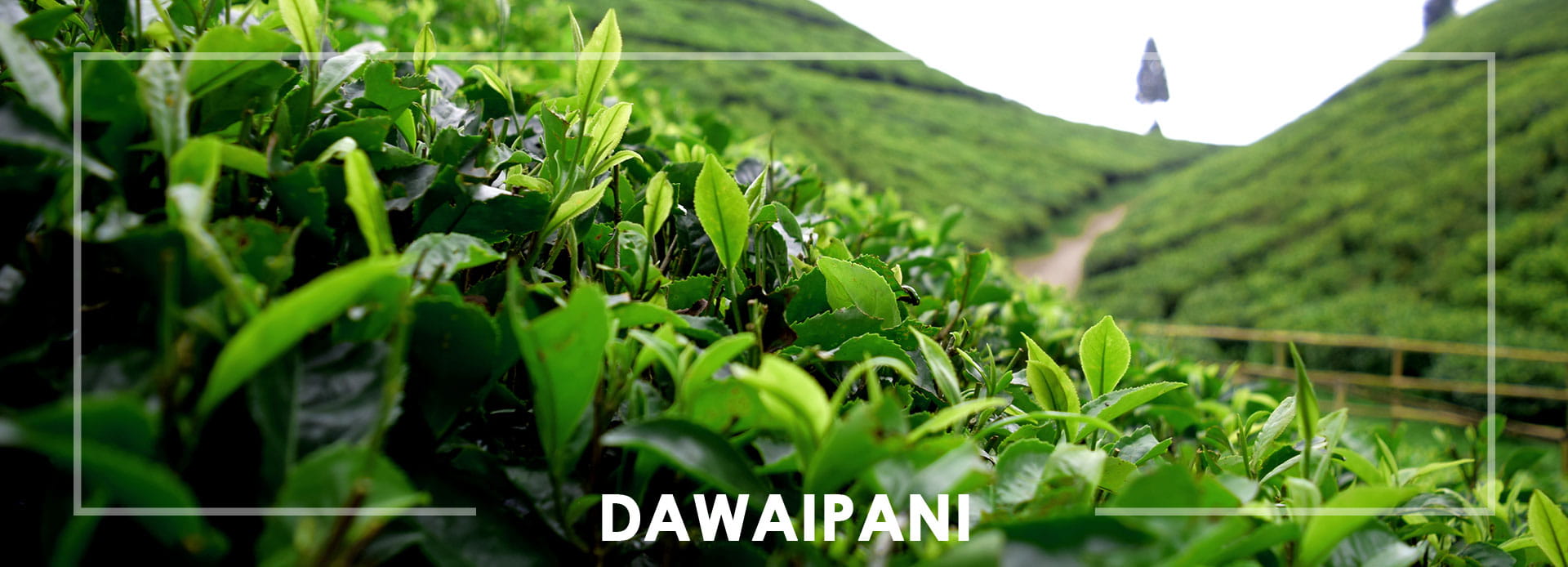  Dawaipani