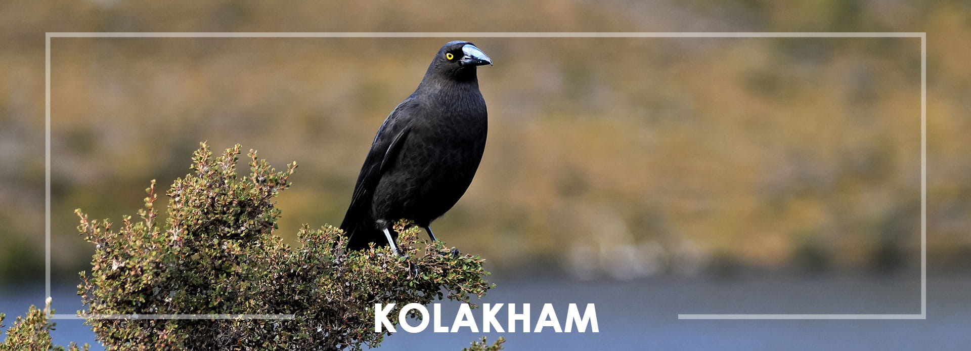 Kolakham