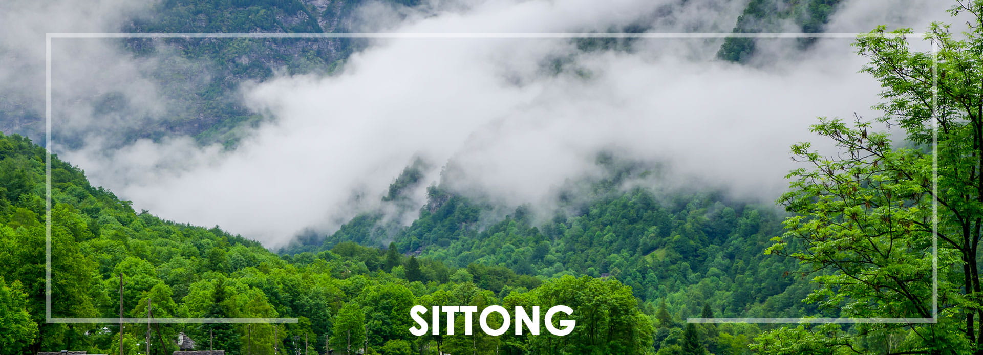 Sittong