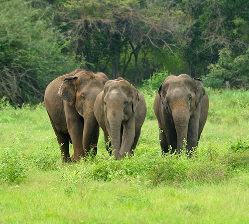 Dooars Tour Package Itinerary