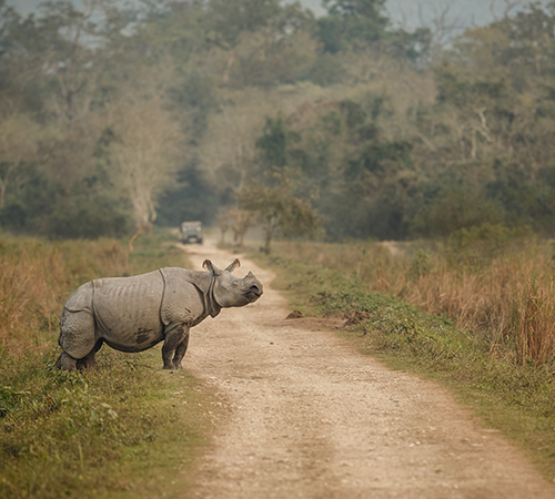 Amazing Dooars Package Tour