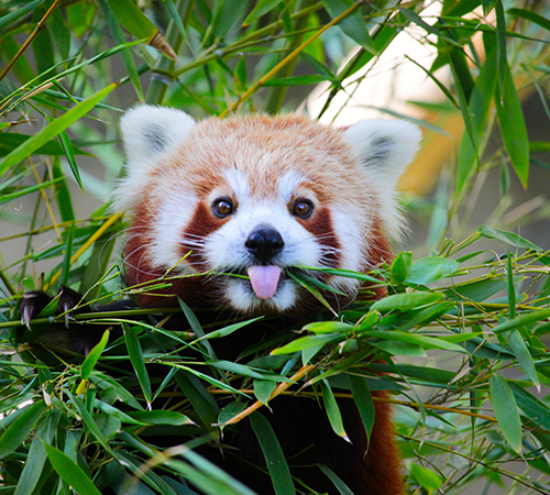 Dooars tour plan for 4 days