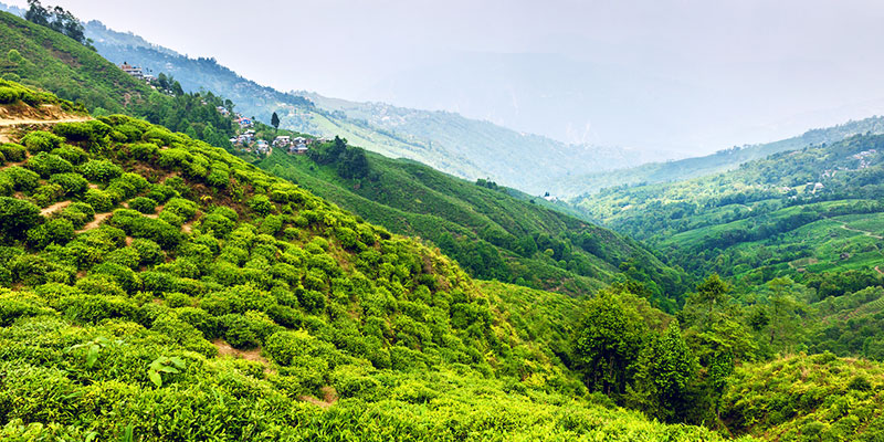 Cherish the beauty of Happy Valley Tea Estate Cherish the beauty of Happy Valley Tea Estate