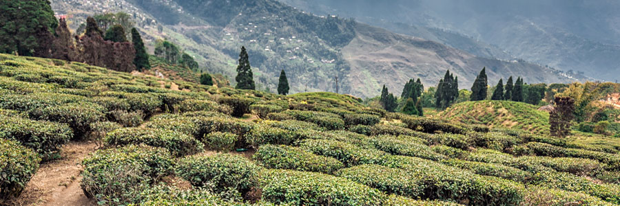 Happy Valley Tea Estate Happy Valley Tea Estate