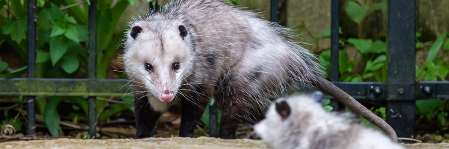 Padmaja Naidu Himalayan Zoological Park Padmaja Naidu Himalayan Zoological Park