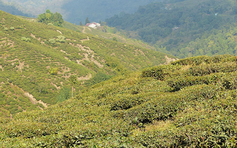 Tea Garden Tours Tea Garden Tours