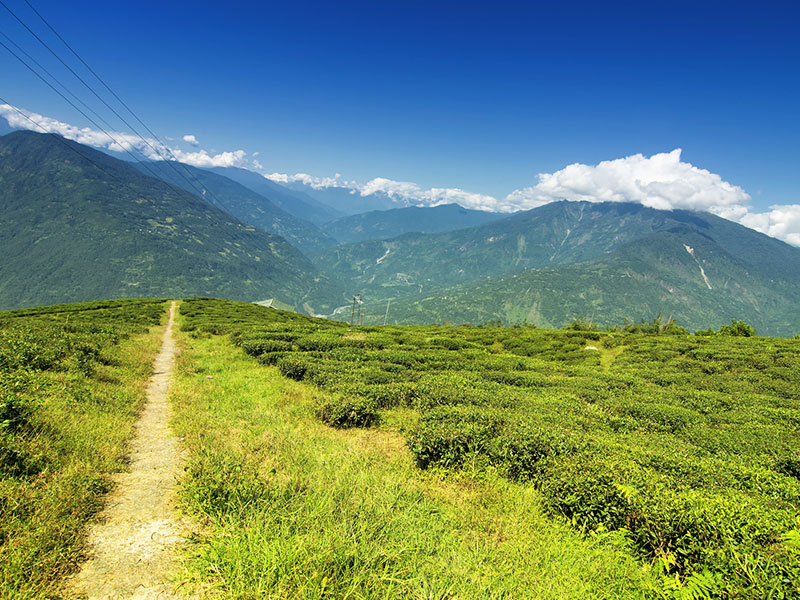 Take a Tour to the Scenic Temi Tea Garden Take a Tour to the Scenic Temi Tea Garden