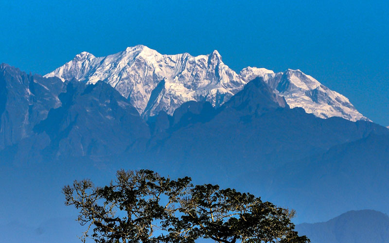 Discover the beauty of Varsey Rhododendron Sanctuary Discover the beauty of Varsey Rhododendron Sanctuary