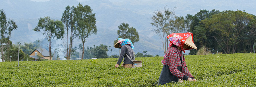 Darjeeling Tea Garden Darjeeling Tea Garden