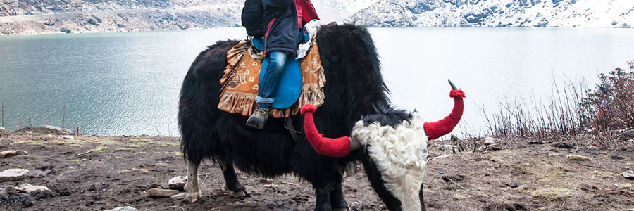 Ride a Yak at Changu Lake
