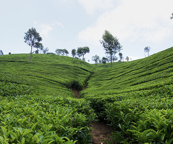 Essence of Shillong & Guwahati