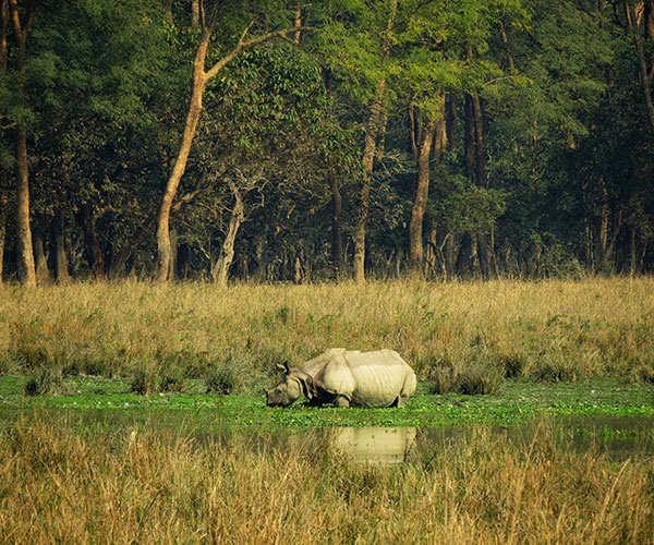 Kaziranga & Meghalaya Delight