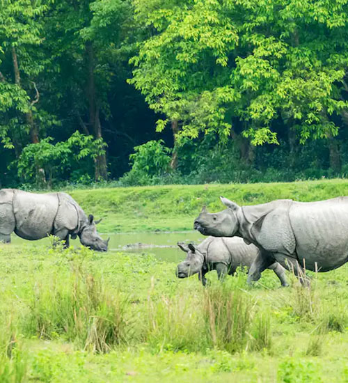 Kaziranga